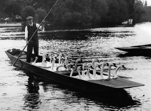 Swans aboard blank greetings card