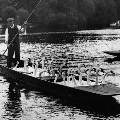 Cisnes a bordo de tarjetas de felicitación en blanco