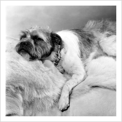 Sleeping dog square blank greetings card