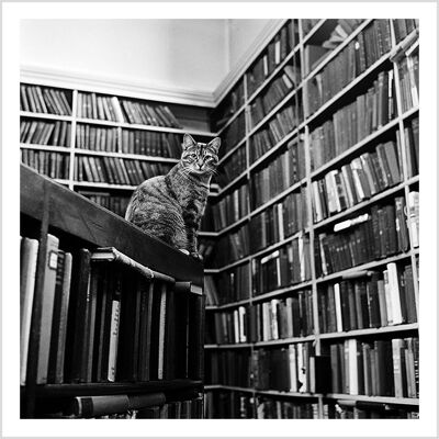 Tarjeta de felicitación en blanco cuadrado de gato de biblioteca