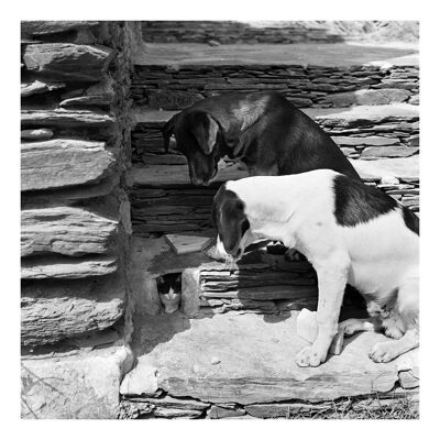 Carte de voeux vierge carrée chiens et chats