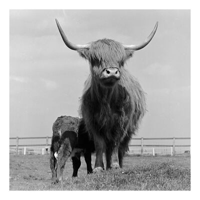 Highland Coo square blank greetings card