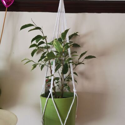 Cintres pour plantes - blanc - nœuds simples