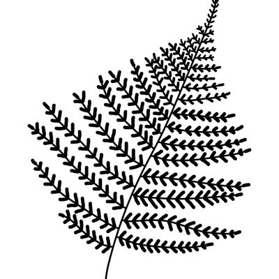 Illustration - The Fern