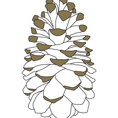 Illustration - La Pomme de Pin