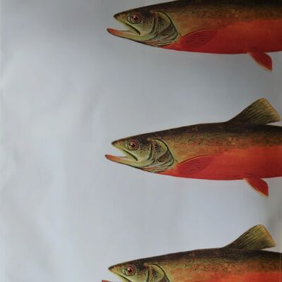 Canadian Red Trout Tea Towel Antique Print