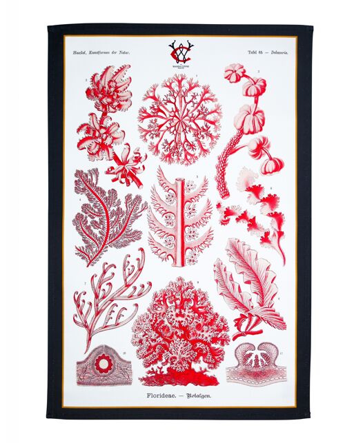 Elegant Red Sea Coral & Algae Tea Towel Antique 19thC Print Charcoal border