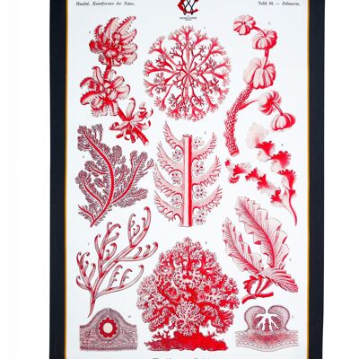 Elegant Red Sea Coral & Algae Tea Towel Antique 19thC Print Charcoal border