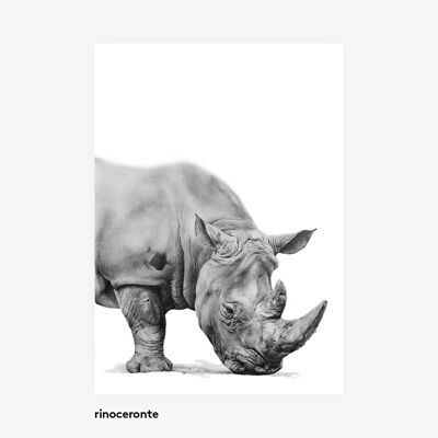 Tierillustrationen A3. Nashorn