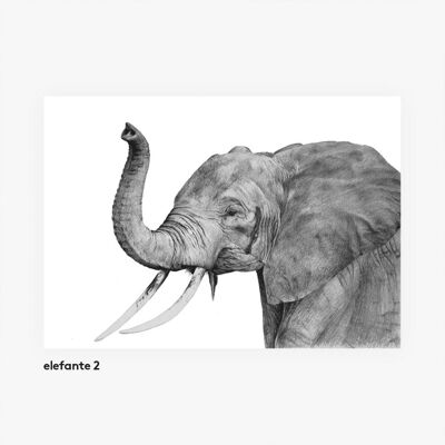 Tierillustrationen A3. Elefant 1