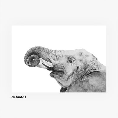 Illustrations of animals A3. rhino
