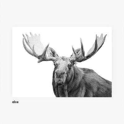 Ilustraciones de animales A3. Rino