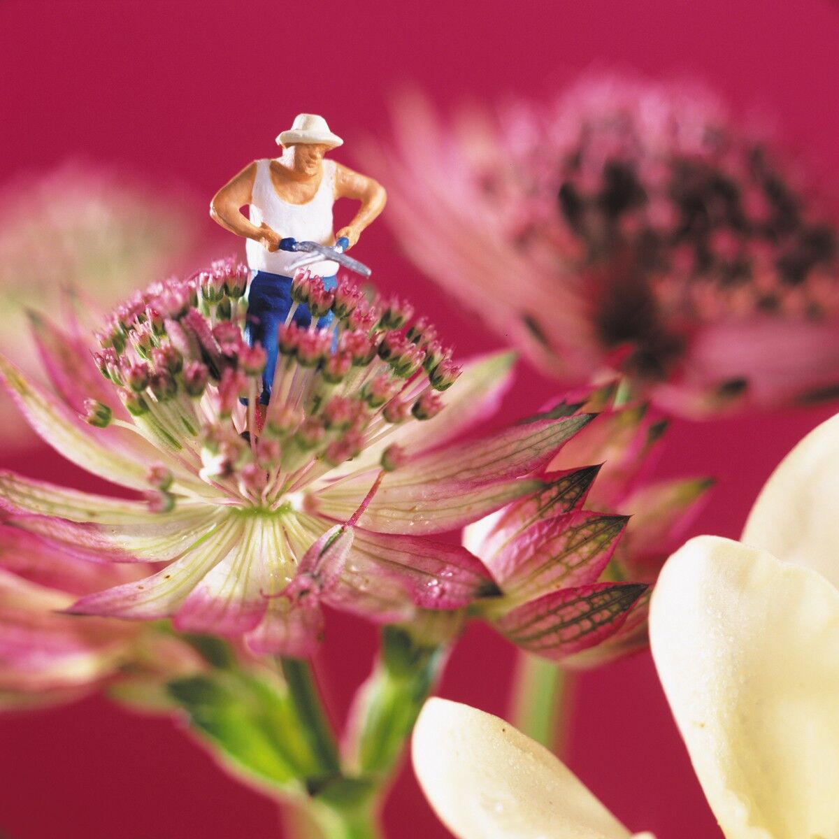 Biglietto di auguri vuoto ex stame-mangiato