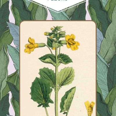 BOOK - The little book of flowers