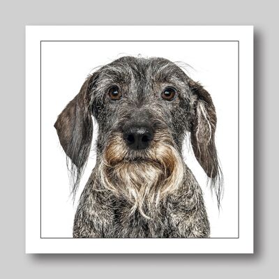 DRAHTHAARIGER DACHSHUND/GRAUER HUND