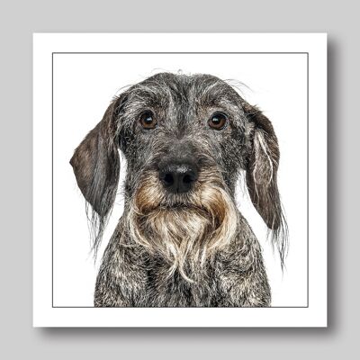 Wire haired dachshund / grey dog