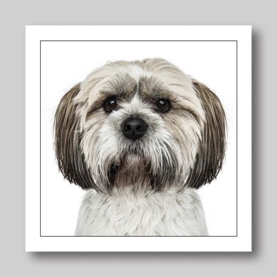 SHIH TZU/BRAUNER u. TAN-HUND