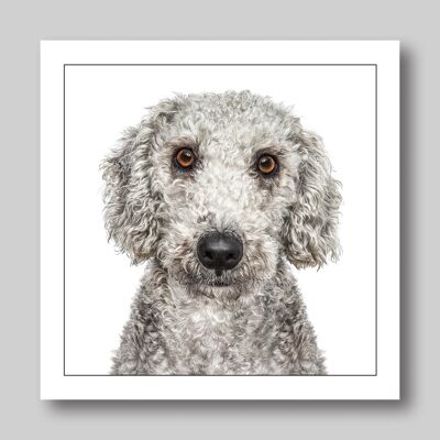 Bedlington terrier/grey dog