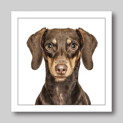 DACHSHUND/BRAUNER HUND