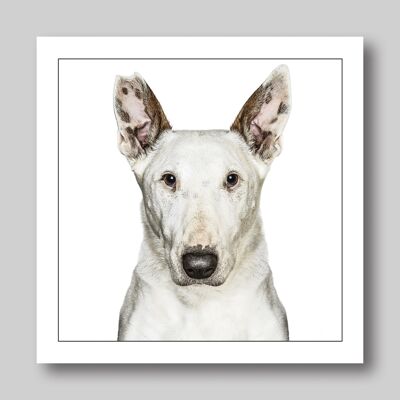 BULL TERRIER INGLESE/BIANCO CANE