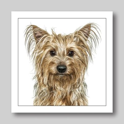 Yorkshire terrier/tan and brown dog