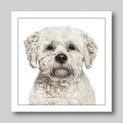 Bichon friese/white dog