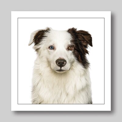 Miniature australian shepherd / brown & white dog