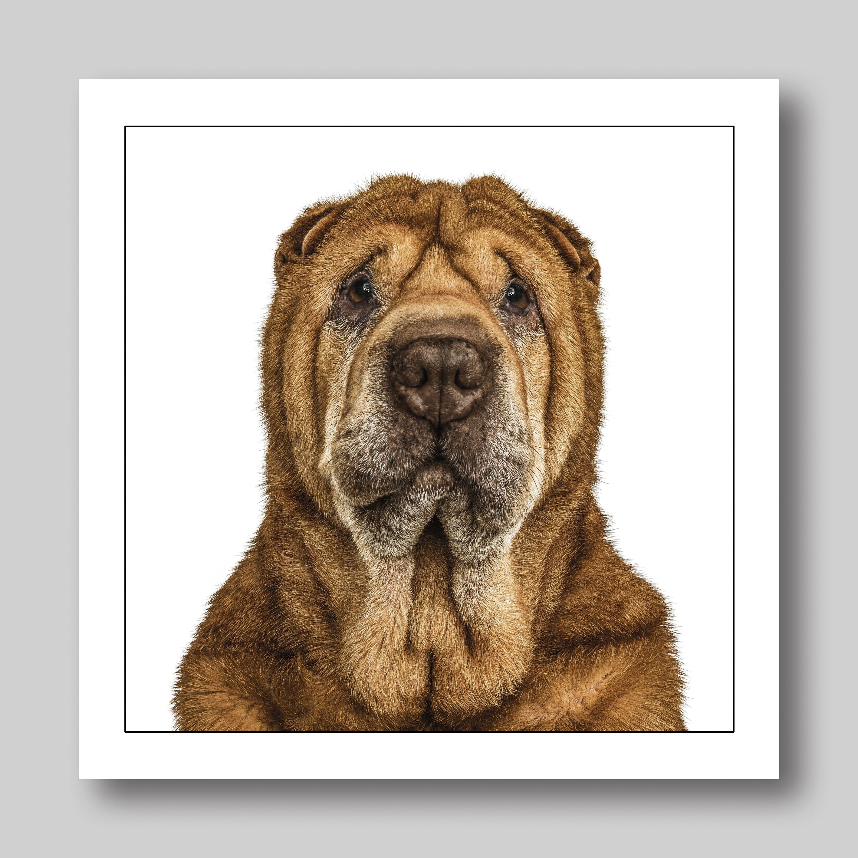 Shar best sale pei golden