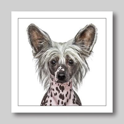 Chinese crested / pink & grey dog