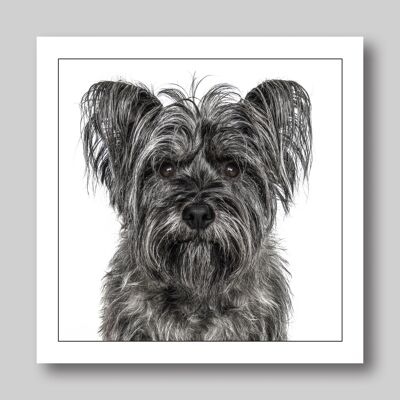 Cairn terrier / grey dog