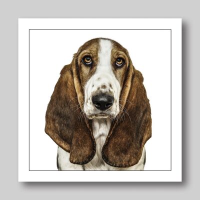 sabueso basset