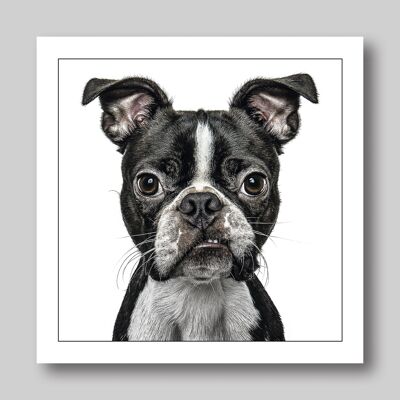 Boston Terrier