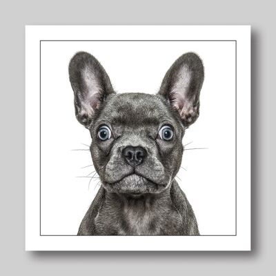 French bulldog