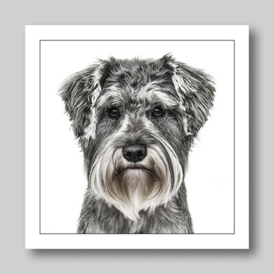 Schnauzer