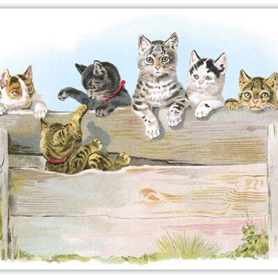 Carte postale chats barrière