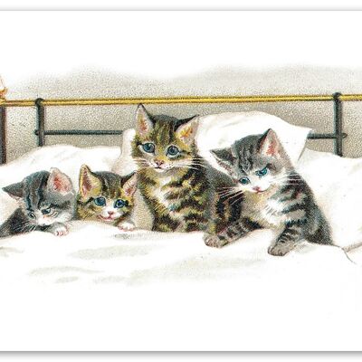 Bed cats postcard