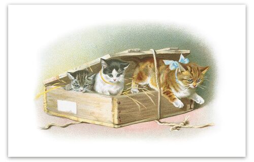 Carte postale chats box