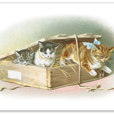 Box-Katzen-Postkarte
