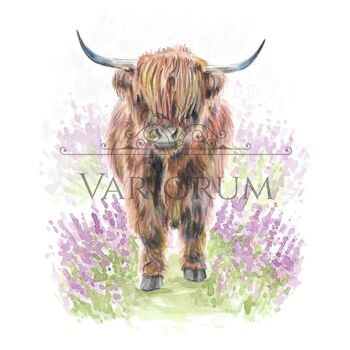 Affiche - Highland Cow et Heather 3