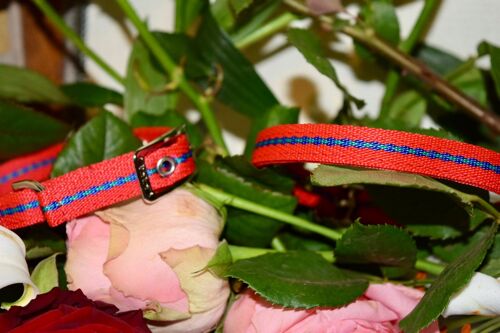 RD Petz Buckle Collar Gypsy Red - XS