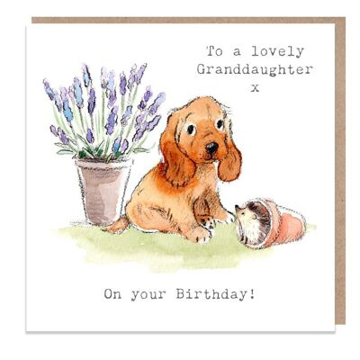 Cumpleaños de la nieta - Tarjeta de felicitación de calidad - Ilustración encantadora - Rango 'Absolutamente ladrando' - Cocker spaniel- Hecho en el Reino Unido - ABE016