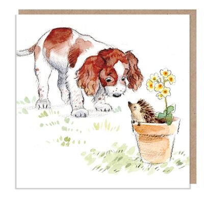 Carte vierge - Carte de voeux de qualité - Illustration de chien charmant - Gamme 'Absolutely barking' - Springer Spaniel - Made in UK - ABE036