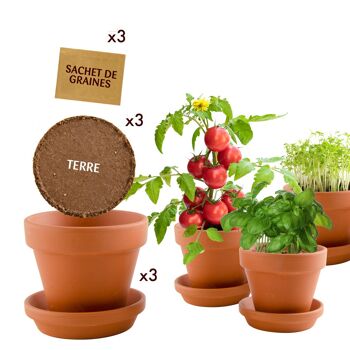 Trio de plantes gourmandes 3