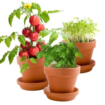 Trio de plantes gourmandes 5