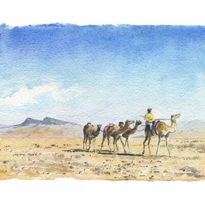 Kamele, Oman