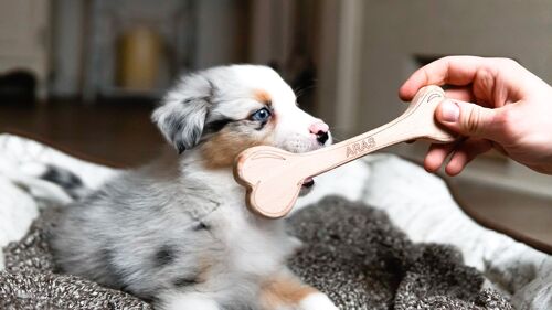 Dog toy, Wooden bone dog toy small