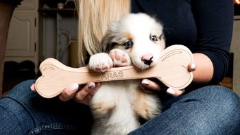 Jouet pour chien - jouet en bois pour chien BIG - Sans gravure