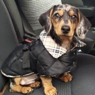 Puppy Padded Waterproof Burberry Coat - Miniature Dachshund Puppy