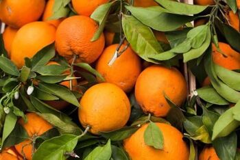 Jus Italien Bio Orange 100% 200 ml 2