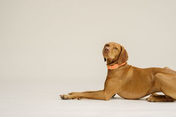Collier pour chien GULA - Orange vif et orange (largeur 25 mm) 2